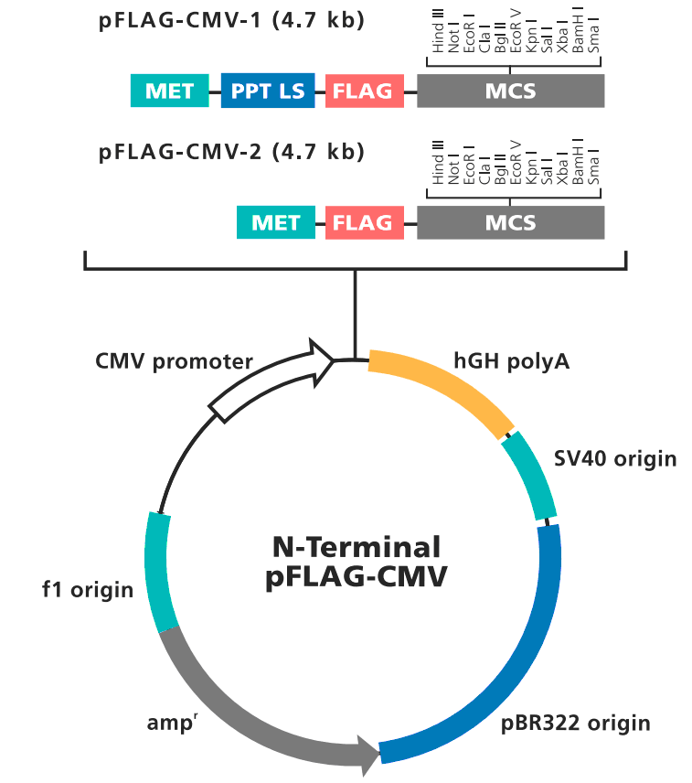 pFLAG-CMV-2 载体图谱